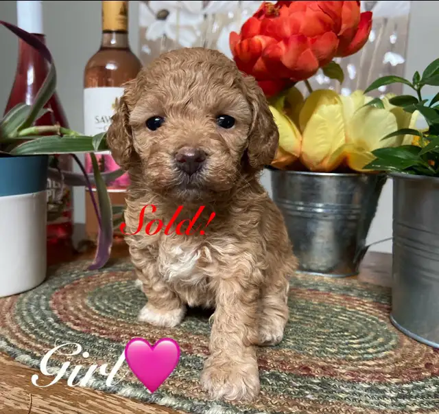 Adorable Bichonpoo’s! ♥️4 males Available. in Dogs & Puppies for Rehoming in St. Albert - Image 7