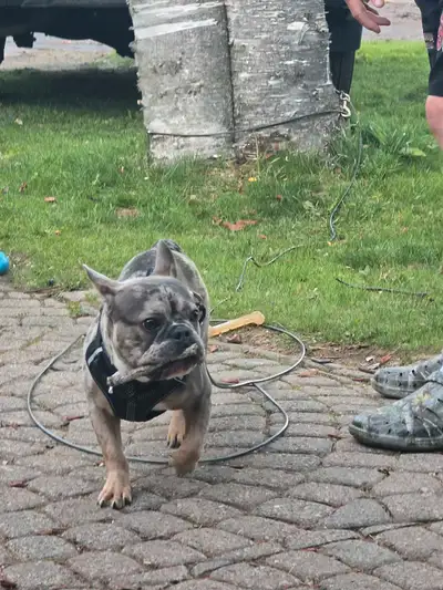 french bulldog, View more