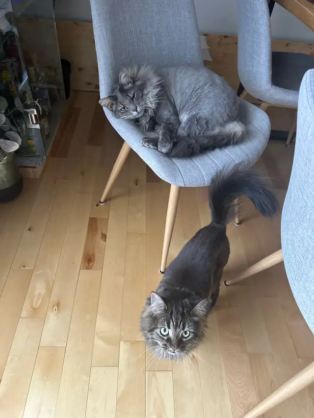 2 chats de 3 ans  mixte maine coon in Cats & Kittens for Rehoming in Laval / North Shore - Image 9