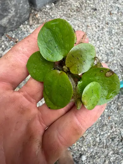 Amazon frogbit , View more