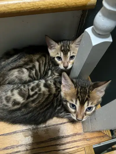 PUREBRED BENGAL KITTENS (2 BOYS 2 GIRLS), View more