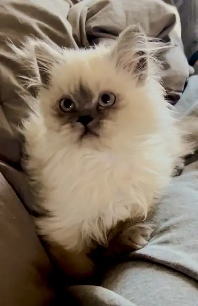 ❤️ LOVECATS TICA reg. Cattery: Himalayans and Persian Himalayans, View more