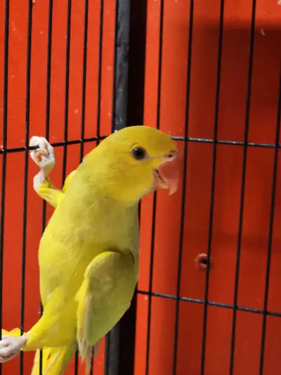Indian ringnecks at Tyrannosaurus pets , View more
