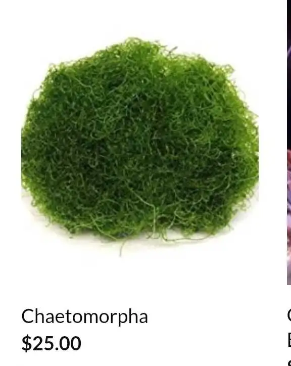 Chaeto Reef Algae in Fish for Rehoming in Brantford - Image 2