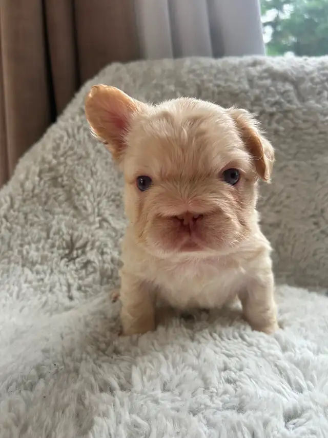 Fluffy French Bulldogs in Dogs & Puppies for Rehoming in City of Toronto - Image 2