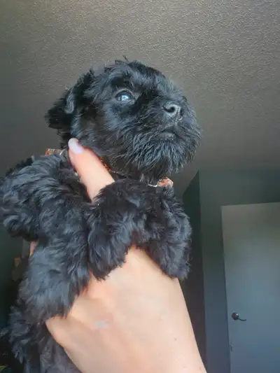 Miniature schnauzer, View more