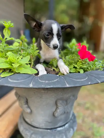 sweet chihuahua , View more