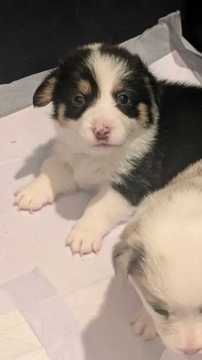 Welsh Corgi femelle, View more