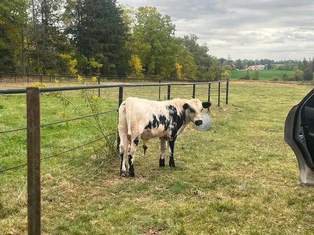 Speckled Park bullcalf in Livestock in Cambridge - Image 2
