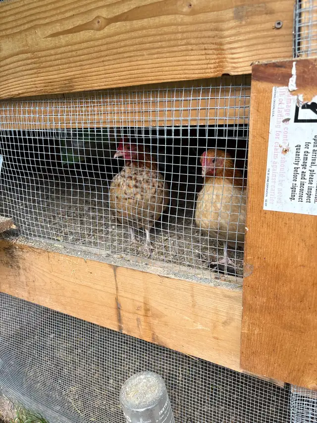 day old serama chicks for sale in Livestock in Victoria - Image 4