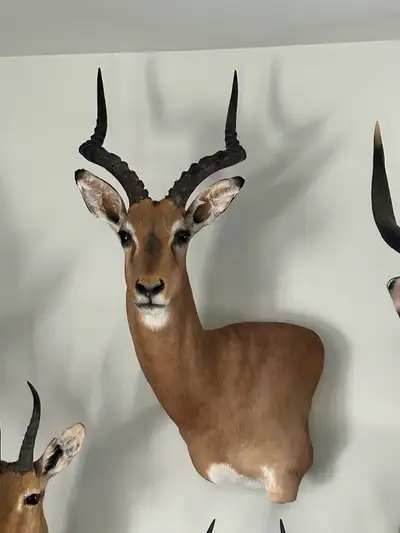High quality taxidermy from Africa. Impala $650 Steen buck $850