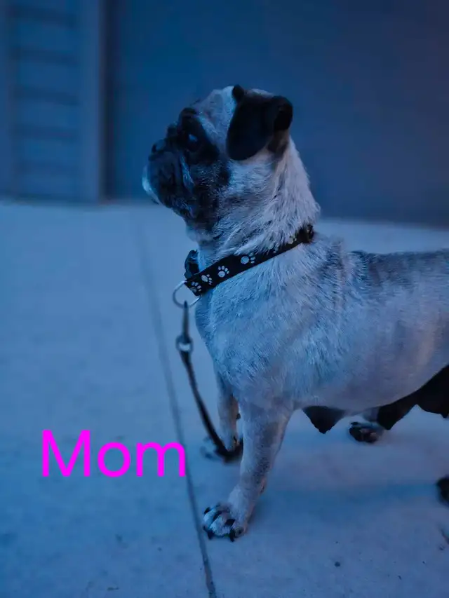 Pug Puppies in Dogs & Puppies for Rehoming in Portage la Prairie - Image 7