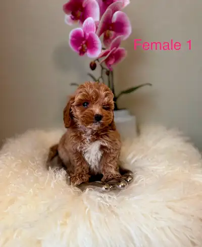 Mini Cockapoo Puppies Ready Now (Microchipped), View more