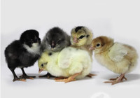 Olive or sage egger chicks