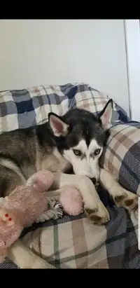 4 year old fixed female husky