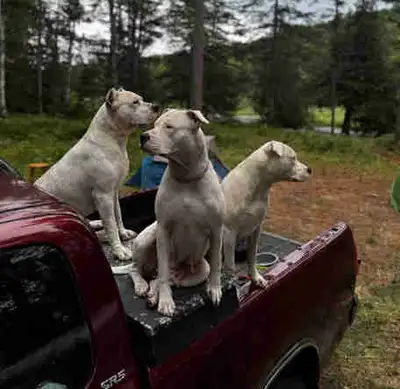 Dogo Argentino puppy, View more