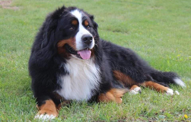 CKC Registered Bernese Mountain Dogs  in Dogs & Puppies for Rehoming in City of Halifax - Image 2