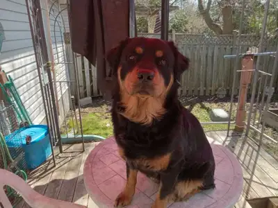 Purebred double coated rottweiler female 20 months old not spayed crate trained also house trained d...