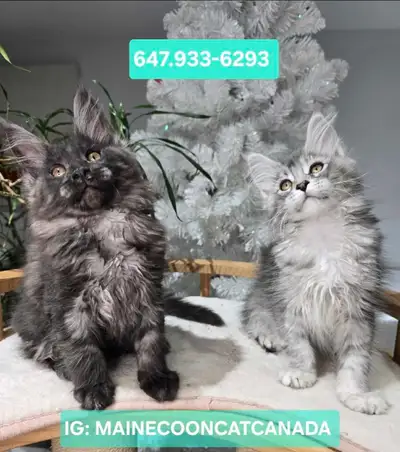 Registeted & DNA tested Champion bloodlines Maine coons are READY . * References available All our M...