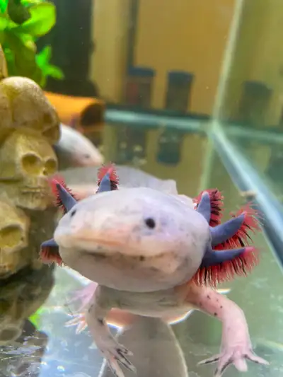 I am looking to rehome my beautiful 2-year-old female leucistic axolotl. Serious inquiries only.