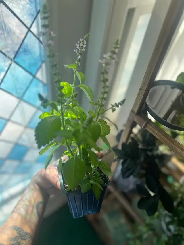 Holy Basil (Good Fortune Plant) in Plants, Fertilizer & Soil in City of Toronto - Image 5