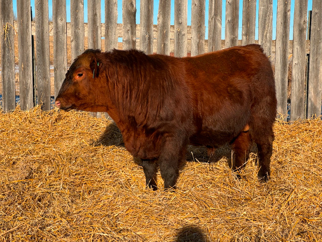 Registered Red Angus Bulls For Sale in Livestock in Lloydminster - Image 3
