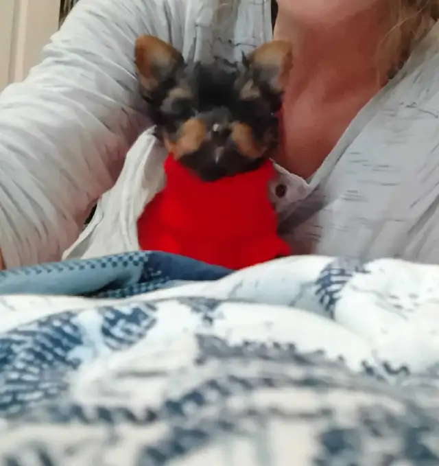 Yorkshire Terrier miniatures in Dogs & Puppies for Rehoming in Gatineau - Image 7