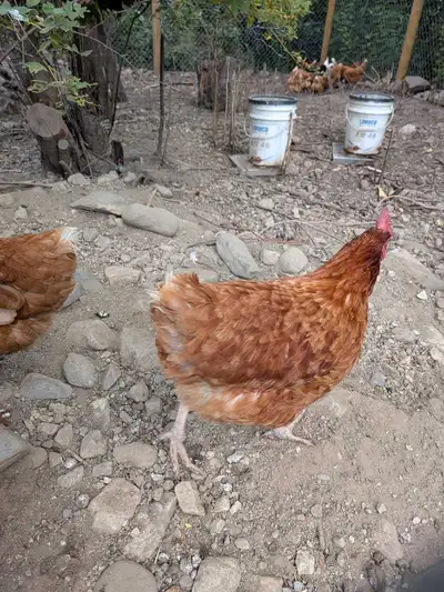 2.5 year old Hens, View more