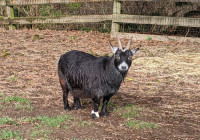 Pygmy/Nigerian Dwarf Goat