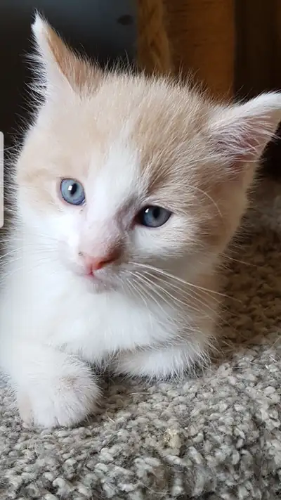 FOR SALE 12 WEEKS OLD KITTEN, View more