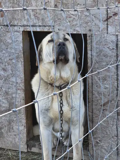 kangal/caucasian puppies, View more