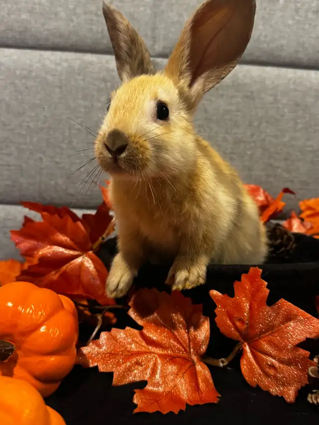 babies rabbits | Small Animals for Rehoming | Cambridge | Free local ...