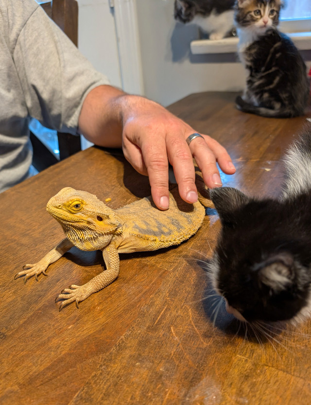 Bearded Dragon in Reptiles & Amphibians for Rehoming in Abbotsford - Image 4