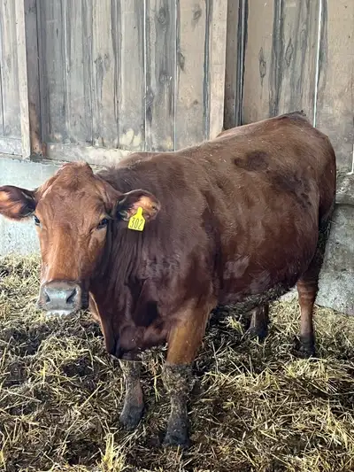 Bred beef cow for sale, View more