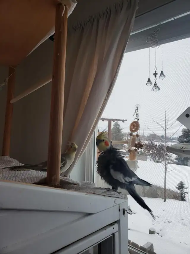 Pet Sitting64840199339265123