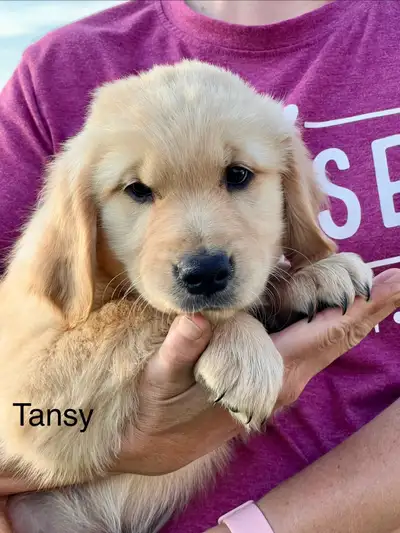 Female Golden Retriever Puppy, View more