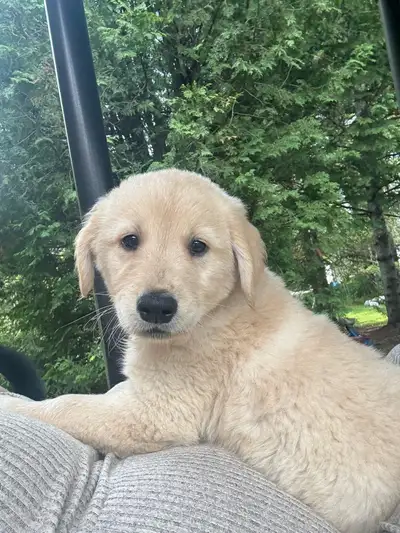 golden retriever , View more