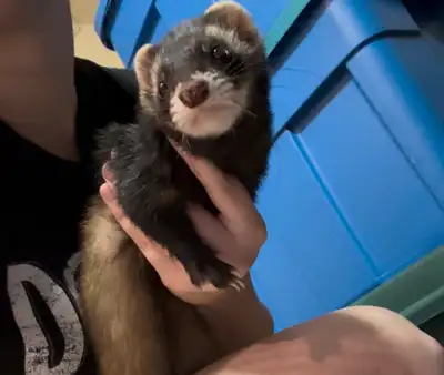 2 year old ferrets, View more