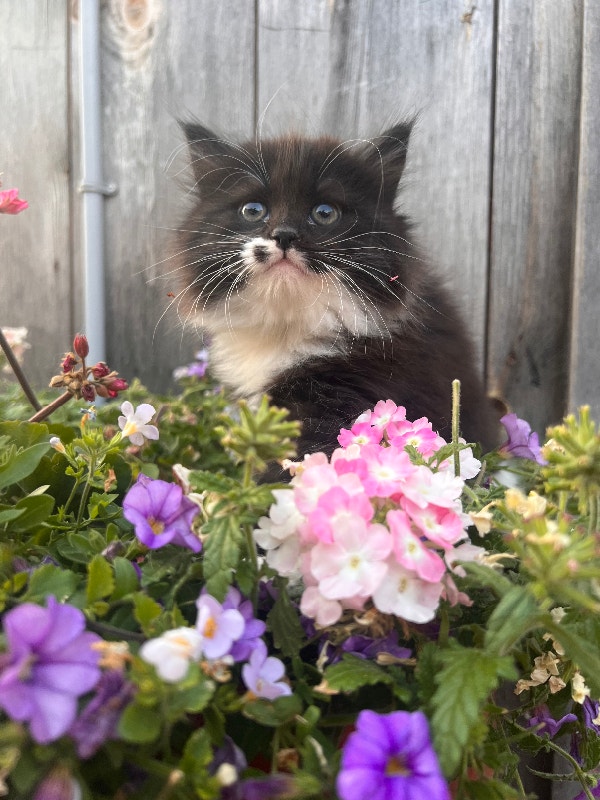 Beautiful Hypoallergenic Siberian Kittens | Cats & Kittens for Rehoming