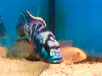 மீன் african cichlids available