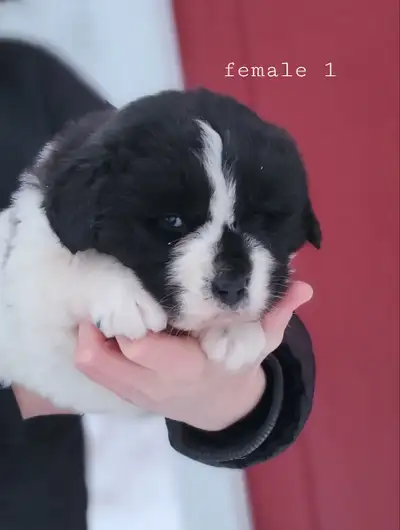 Adorable Newfoundland Puppies, View more