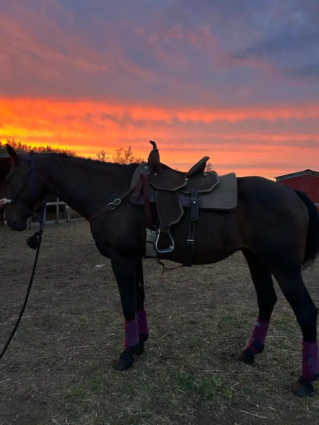 Gelding for sale | Horses & Ponies for Rehoming | Saskatoon | Free ...