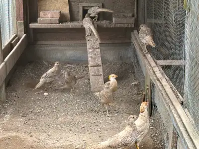 Yellow golden pheasants pairs, View more