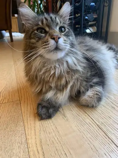 Looking for kitten, View more