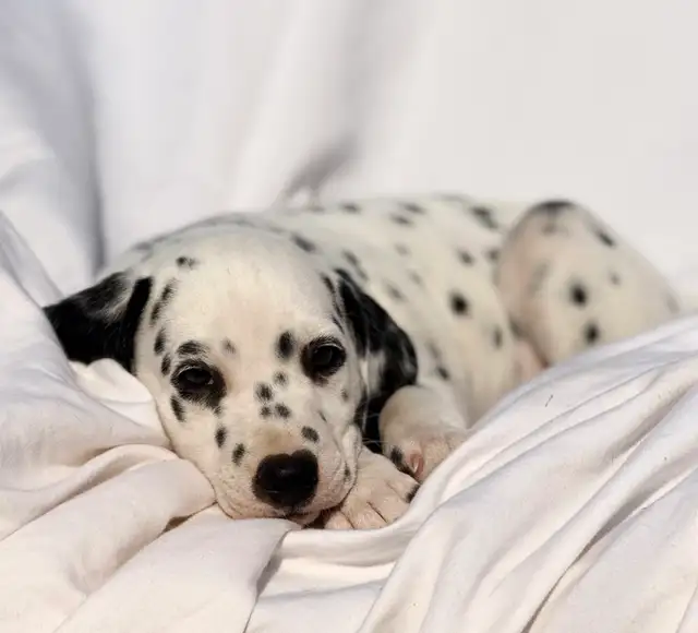 Dalmatian Puppys in Dogs & Puppies for Rehoming in North Shore - Image 3