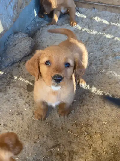 Red Golden Retriever Pups, View more