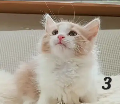 Maine Coon X Kittens Available!, View more