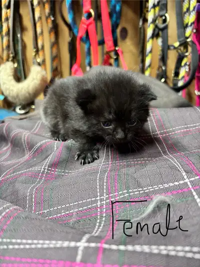 Ready to go to their new home July 11th They are born and raised barn kittens but will be using and...