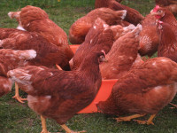 poulettes rouses de 19 sem disponible le 3 mai