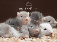 Beautiful, Healthy, Ethically-Bred Gerbils for Sale